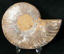 Ammonite Fossil (Half) - Million Years #17715-1